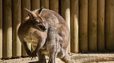 Sur les traces de Steve Irwin