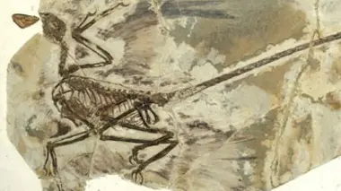Sur les traces des dinos volants