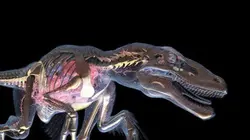 Visuel de Sur les traces des dinosaures