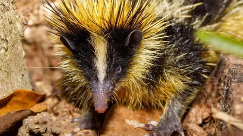 Sur les traces des géants S01E03 Afrique