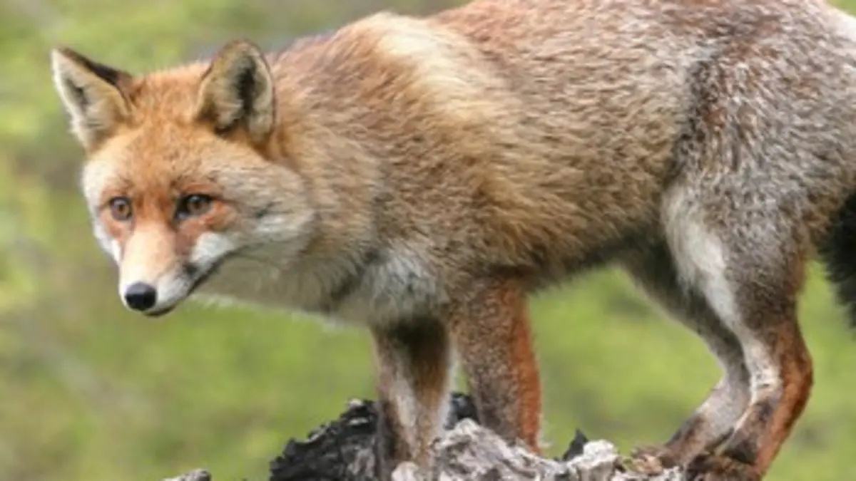 Sur les traces du renard