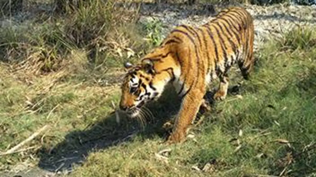 Sur les traces du tigre du Bengale