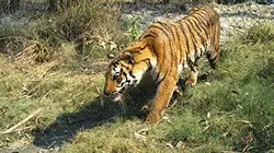 Visuel de Sur les traces du tigre du Bengale