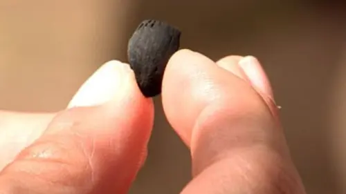 Sur nos traces E05 Les derniers chasseurs-cueilleurs