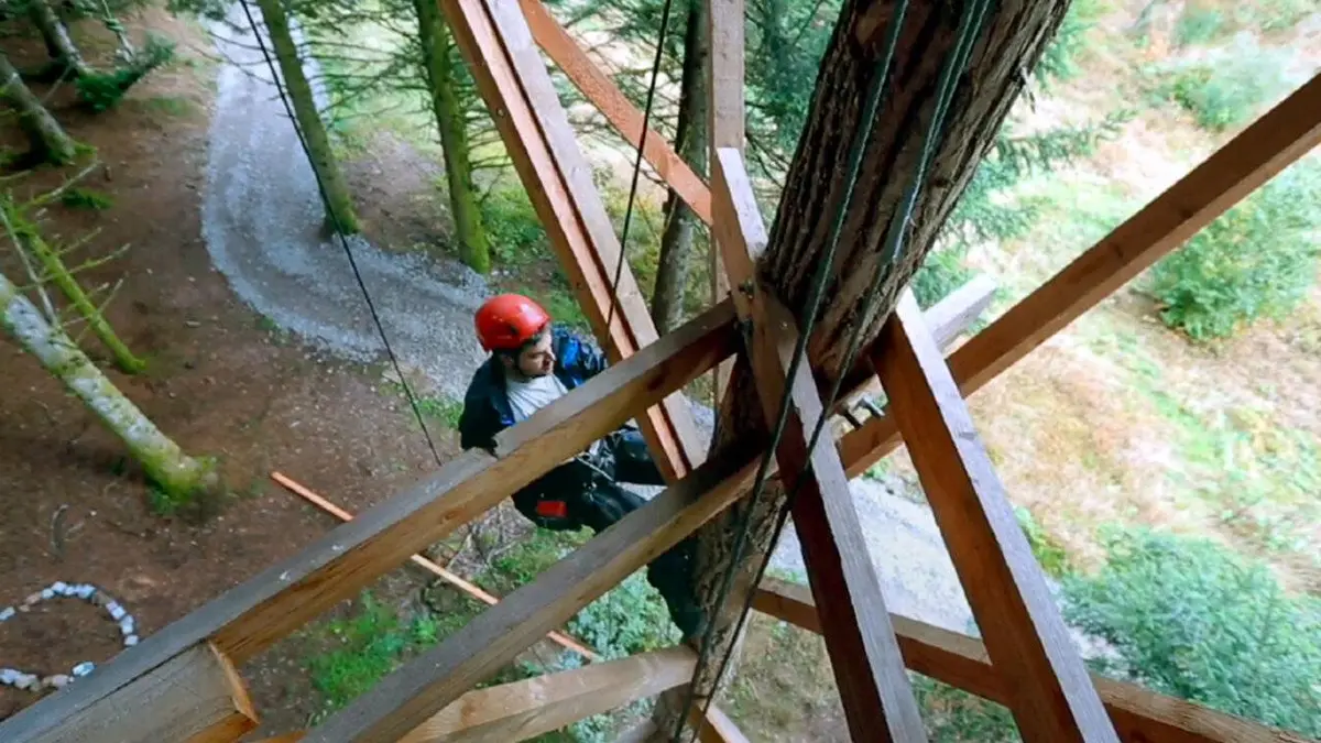 Sur un arbre perché