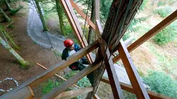 Sur un arbre perché