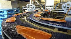 Visuel de Surpêche, la fin du poisson à foison ?