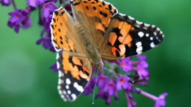 Les rois du camouflage