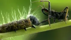 Visuel de Surprenantes petites bêtes