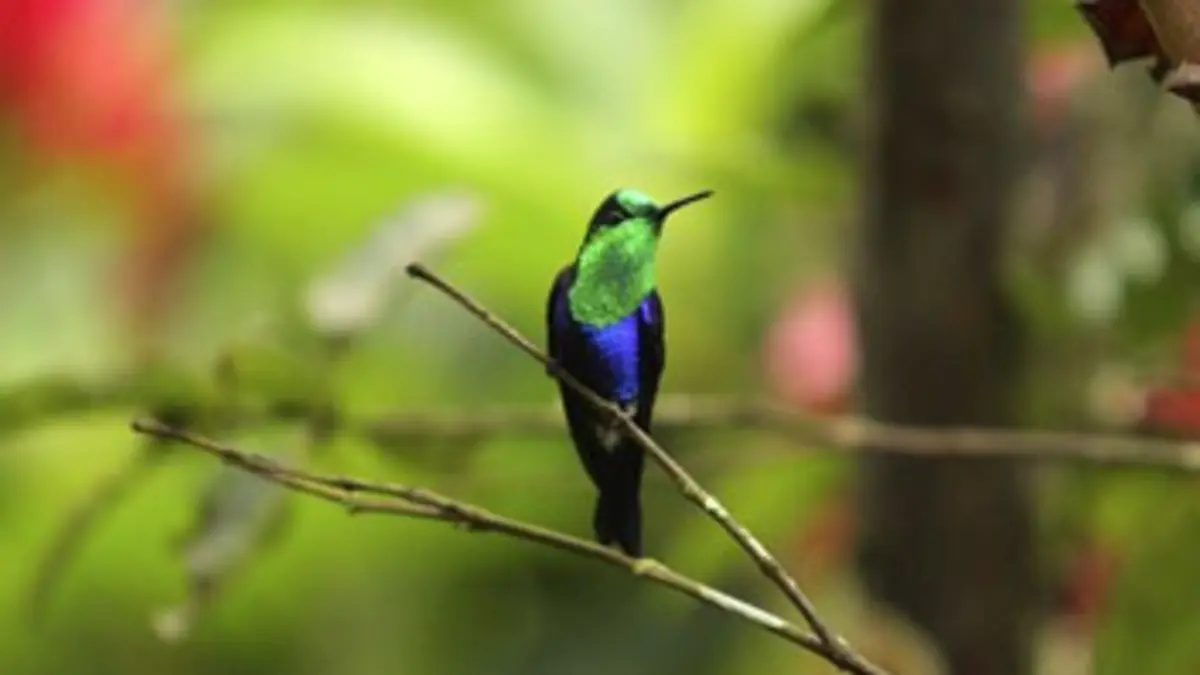 Surprenants colibris