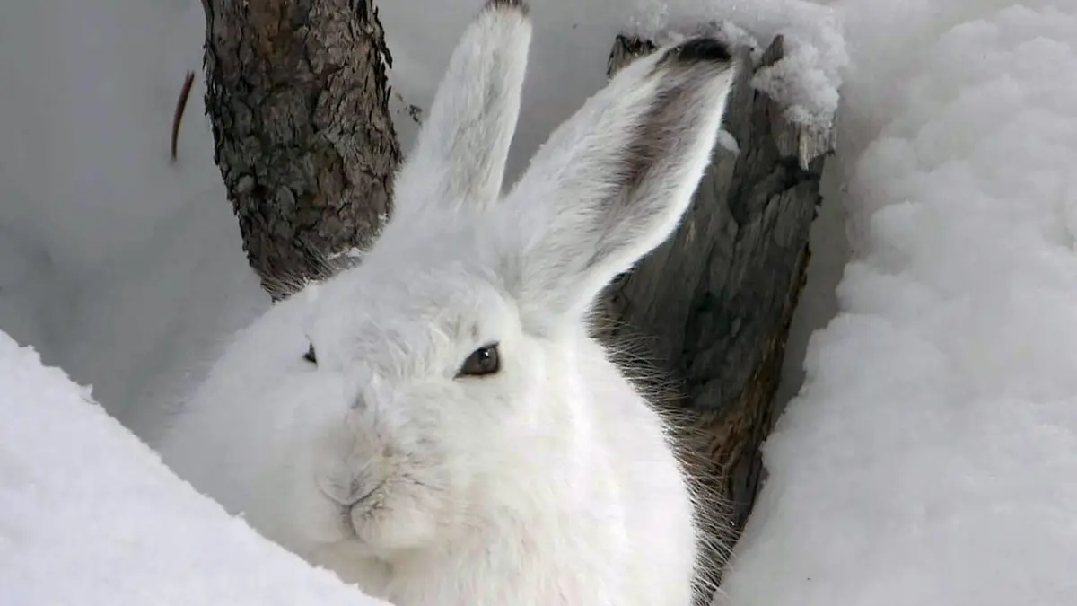 Survivre à l'hiver dans les Alpes suisses