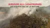 Survivre aux catastrophes : les stratégies de la nature