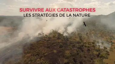 Survivre aux catastrophes : les stratégies de la nature