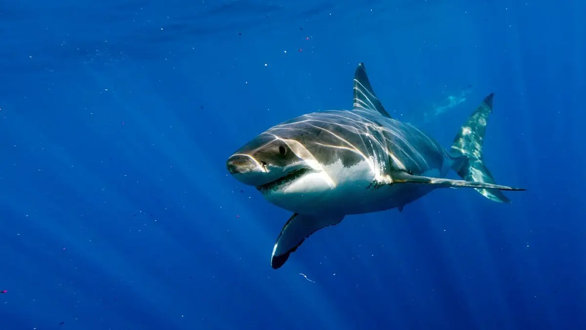 Survivre aux requins : mode d'emploi