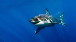 Survivre aux requins : mode d'emploi