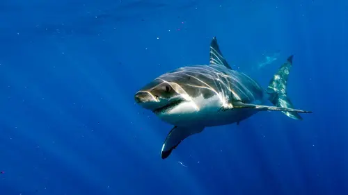 Survivre aux requins : mode d'emploi