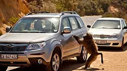 Visuel de Sus aux babouins