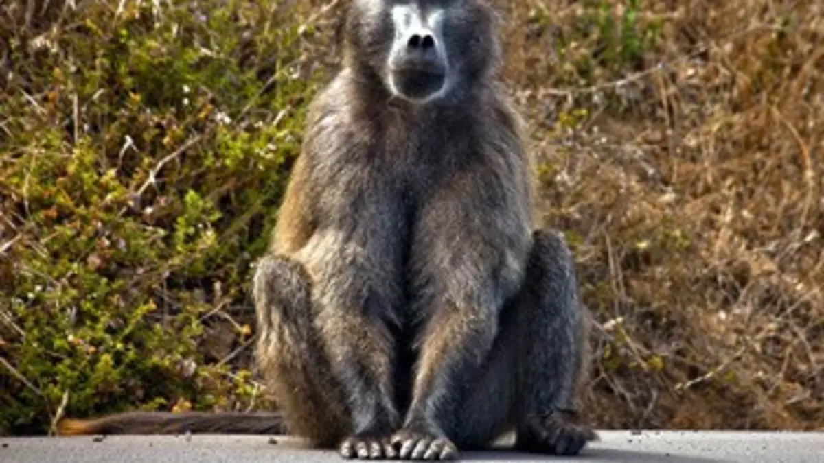 Sus aux babouins La milice antisinges du Cap