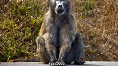 La milice antisinges du Cap