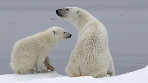 Svalbard, l'été arctique