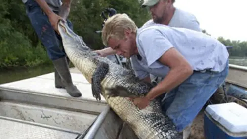 Swamp People : Chasseurs de croco S01E04 Godzilla le cannibale