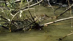 Swamp People : Chasseurs de croco S11E14 Confrontation décisive