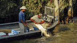 Swamp People : Chasseurs de croco S08E11 Le cannibale