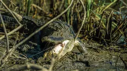 Swamp People : Chasseurs de croco  S11E09 Prêt au combat