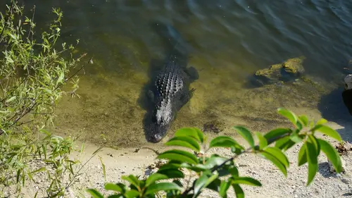 Swamp People : Chasseurs de croco S12E10 Avant la tempête