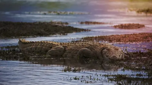 Swamp People : Chasseurs de croco S03E16 Alligator !