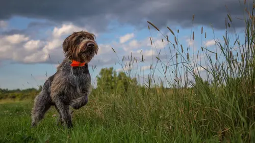 Swamp People : Chasseurs de croco S12E08 Retrouvailles