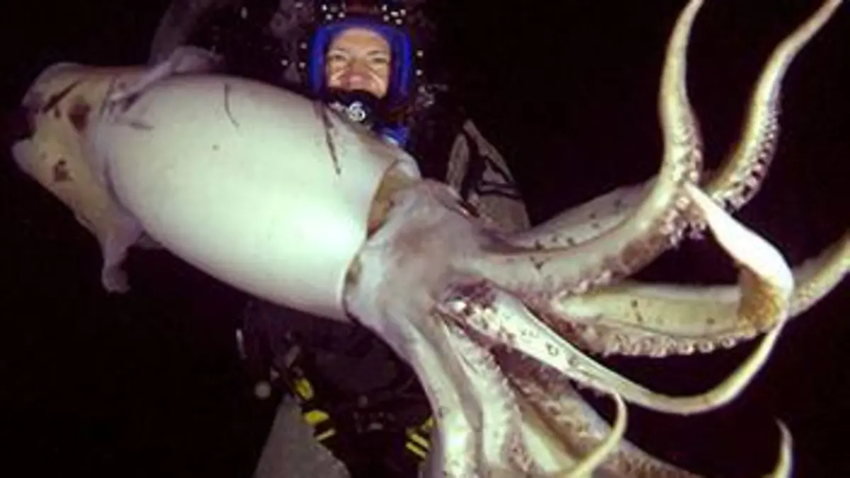 Swimming with Monsters