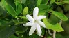Tahiti, un jardin au goût de paradis