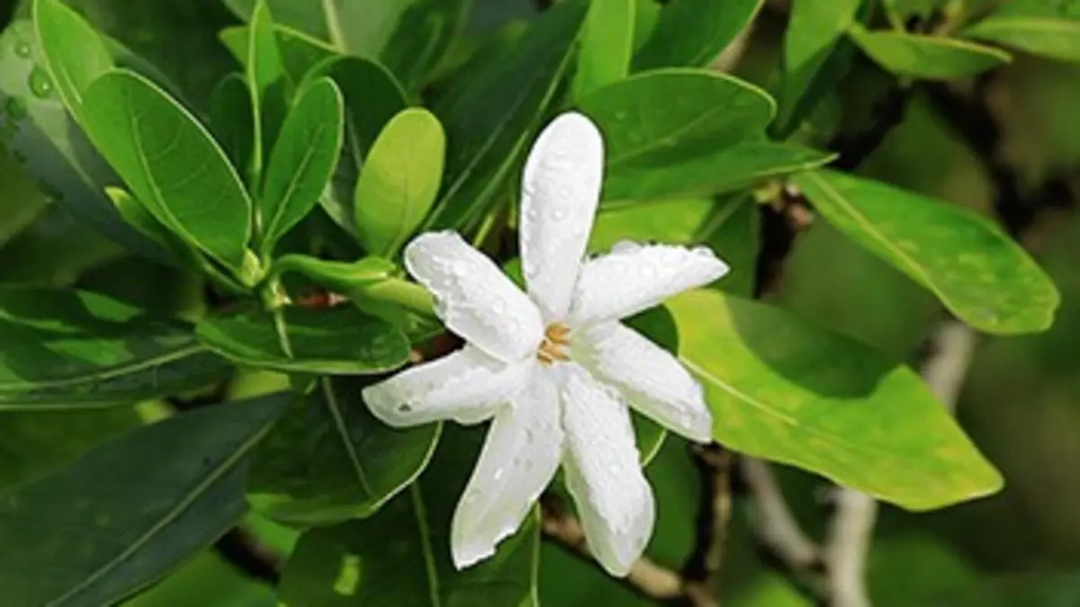 Tahiti, un jardin au goût de paradis