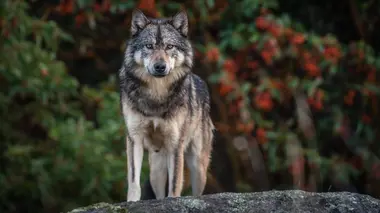 Takaya, le loup solitaire
