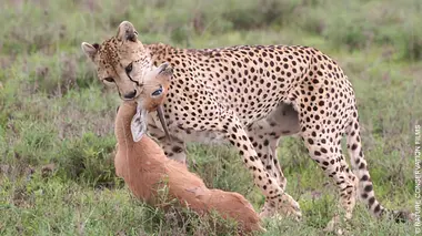 L'heure de la chasse