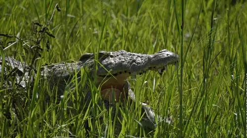 Tanzanie, la nature à l'état sauvage