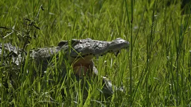 Tanzanie, la nature à l'état sauvage S01E04 La loi du plus fort