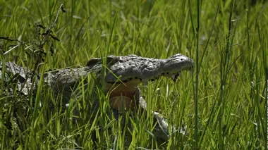 Tanzanie, la nature à l'état sauvage S01E06 Les mondes aquatiques