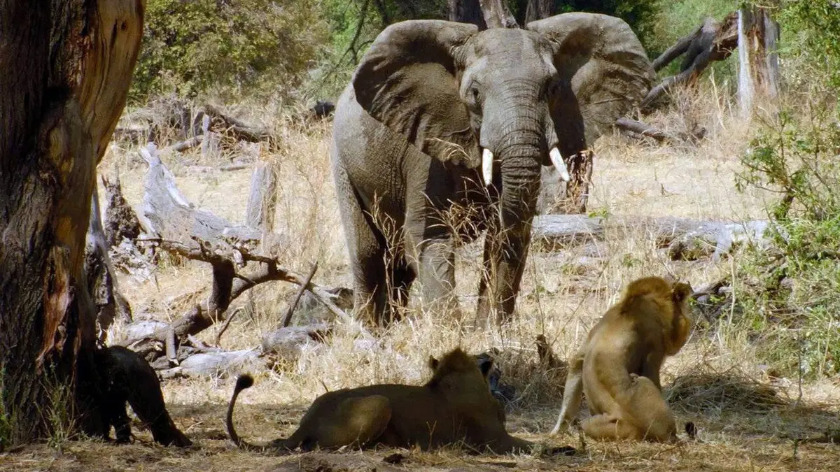 Tanzanie, royaume des lionnes