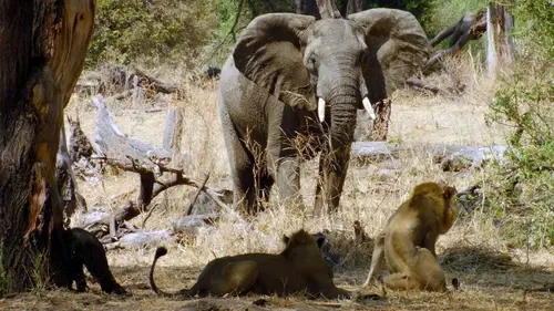 Tanzanie, royaume des lionnes