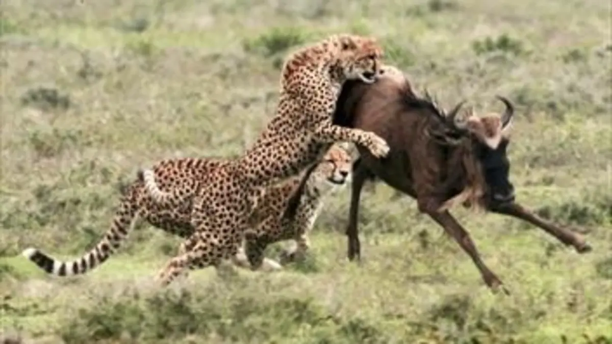 Tanzanie sauvage La reine de la chasse