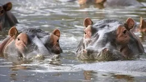 Tanzanie sauvage Les maîtres des rives