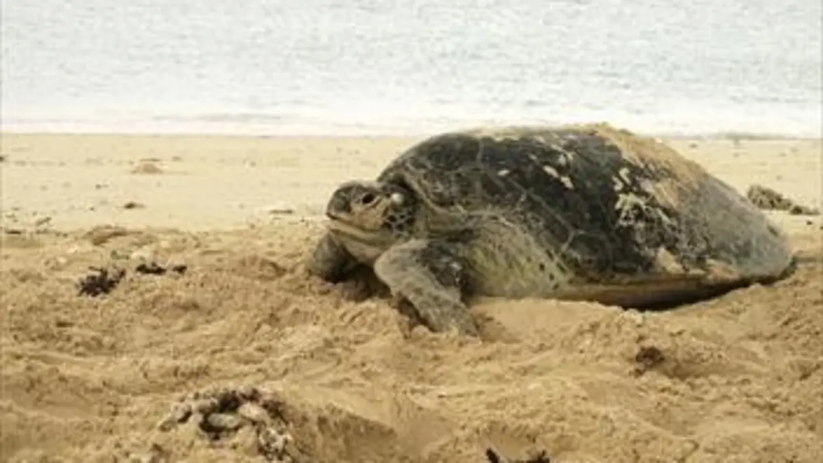 Tanzanie sauvage Tortues des îles du paradis
