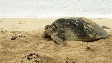 Tortues des îles du paradis