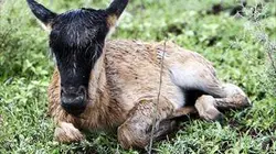 Visuel de Tanzanie sauvage