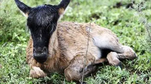 Tanzanie sauvage E03 Bébés des plaines