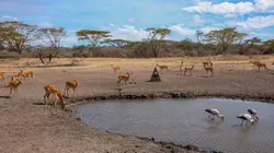 Tanzanie : vie et mort autour d'un point d'eau