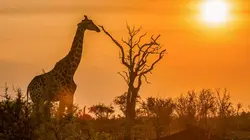 Tanzanie : vie et mort autour d'un point d'eau