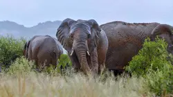 Tanzanie : vie et mort autour d'un point d'eau